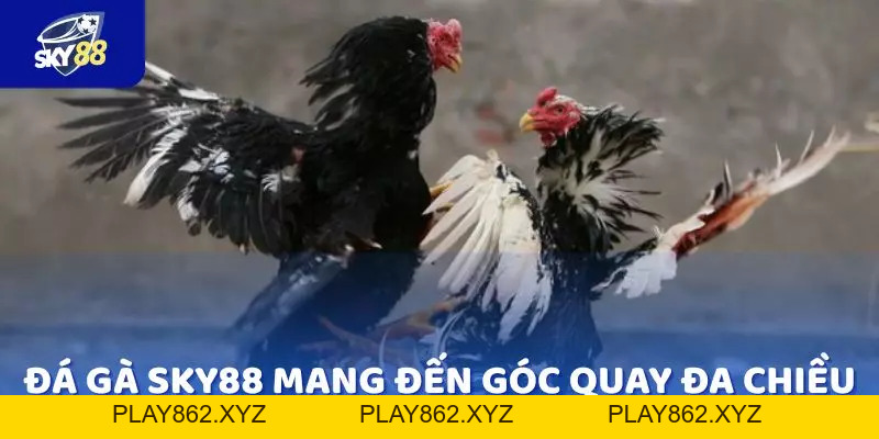 Top 5 ưu điểm chỉ có tại Đá Gà SKY88 mà bạn không nên bỏ lỡ - play862