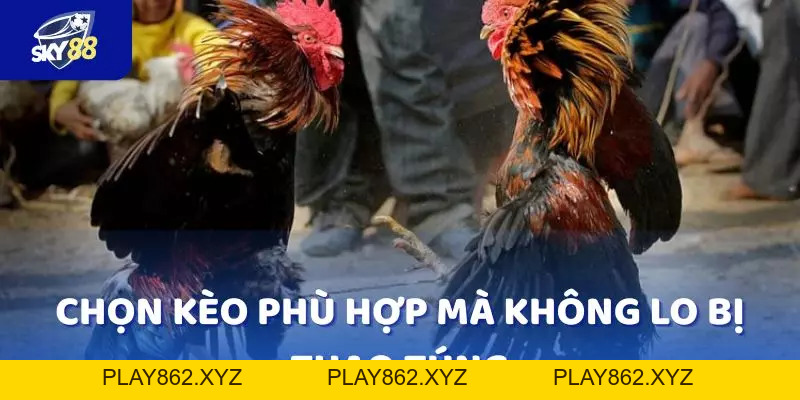 Top 5 ưu điểm chỉ có tại Đá Gà SKY88 mà bạn không nên bỏ lỡ - play862