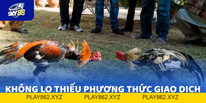 Top 5 ưu điểm chỉ có tại Đá Gà SKY88 mà bạn không nên bỏ lỡ - play862